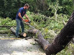 Gridley, CA Tree Care Company