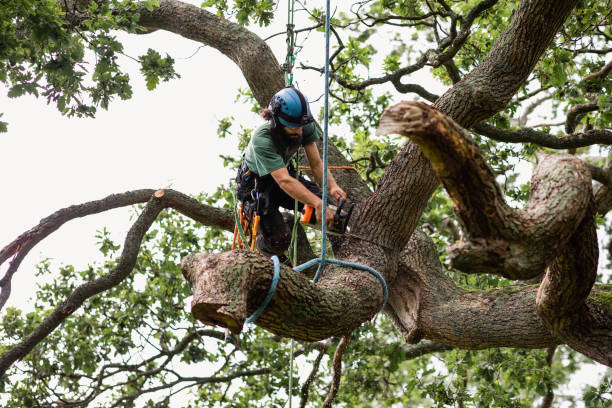 Best Tree Mulching  in Gridley, CA